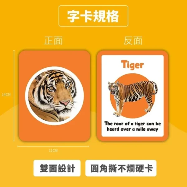 English Flashcard